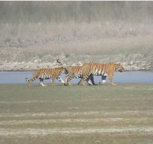 Bardiya National Park Tour